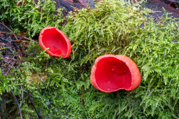 istock Scarlet Elf Cup Fungus 1127298864