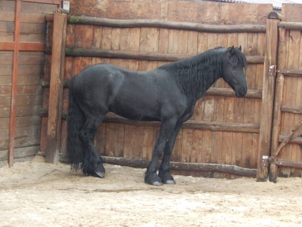 istock Horses in the aviary on the farm 1127299396