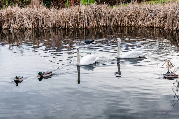 istock Whooper Swan Cygnus Cygnus in Winter 1127299470