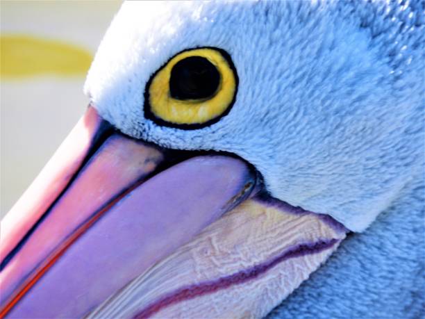 istock Pelican in close-up 1127299815