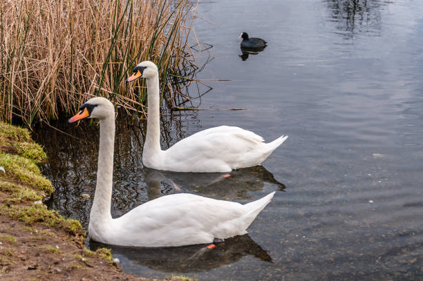 istock Whooper Swan Cygnus Cygnus in Winter 1127299989