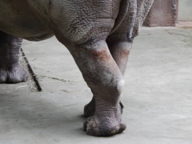 istock White rhino in aviary details 1127300055