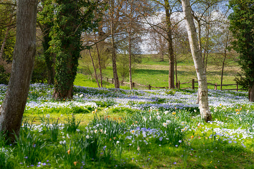 Field of bluebells with few trees and fence , grass field in the background