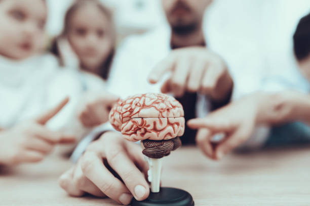 istock Children and teacher show on Brain in close up 1127301039