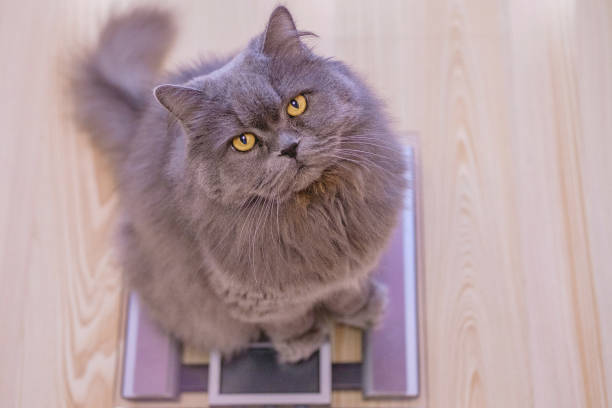 The gray big long-haired British cat sits on the scales and looks up. Concept weight gain during the New Year holidays, obesity, diet for the cat. The gray big long-haired British cat sits on the scales and looks up. Concept weight gain during the New Year holidays, obesity, diet for the cat. chubby cat stock pictures, royalty-free photos & images