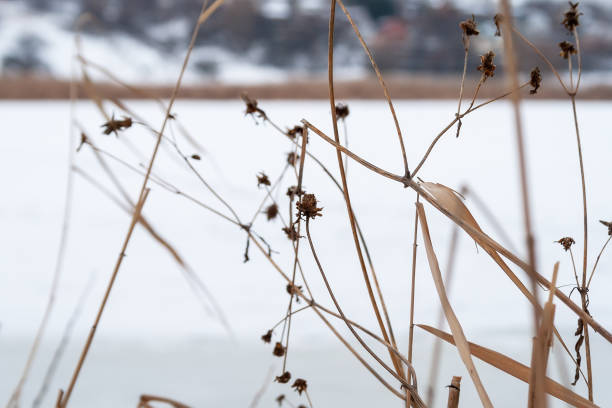 istock Dry grass and flowers close-up against a blurred frozen river 1127301680