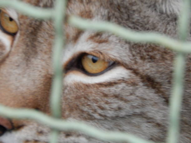 istock Lynx in a cage looks close-up 1127302588
