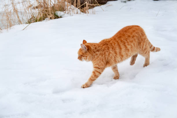 istock Ginger tabby cat walking on the snow 1127303116