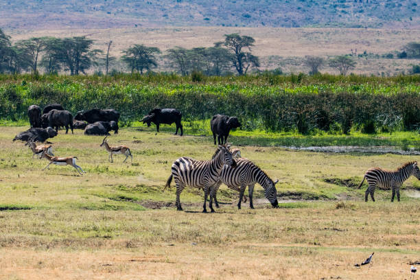 istock Zebra buffalo and antelope in the African savannah 1127303117