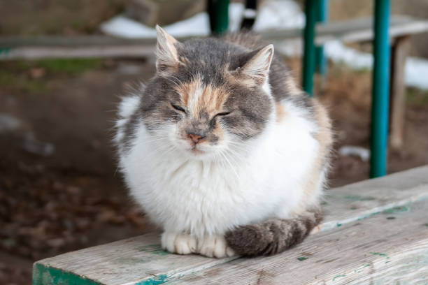 istock Squinting tricolor cat sits on a wooden bench 1127303182