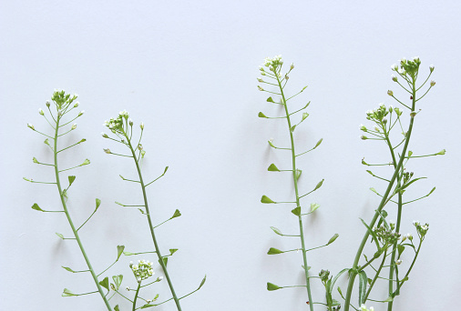 Shepherd's purse plant ,Capsella bursa-pastoris isolated on white background, medicinal plant