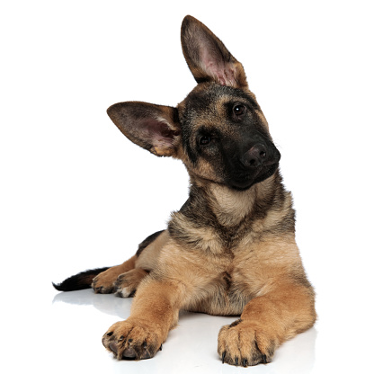 adorable german shepard lying on white background leans its head to side