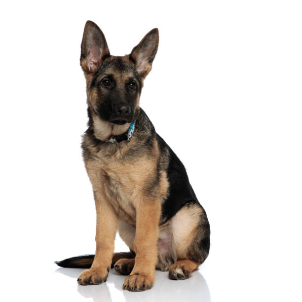 istock adorable german shepard with blue collar looks to side 1127304106
