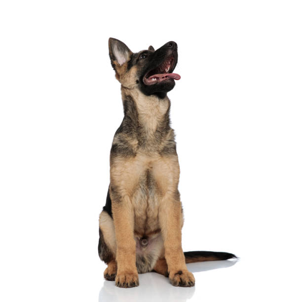 German Shepherd Pants - Black German Shepherd Pants - Black