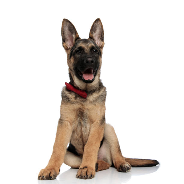 istock adorable german shepard with red bowtie pants and sits 1127304202