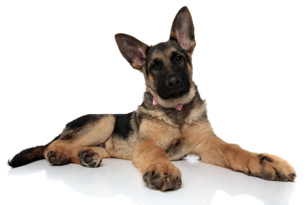 istock curious gentleman german shepard looks up to side 1127304232