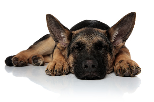 cute black and brown shepard dog sleeping and lying on white background