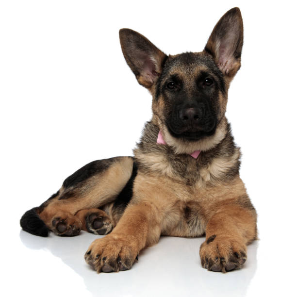 istock adorable wolf dog wearing pink bowtie resting 1127304296