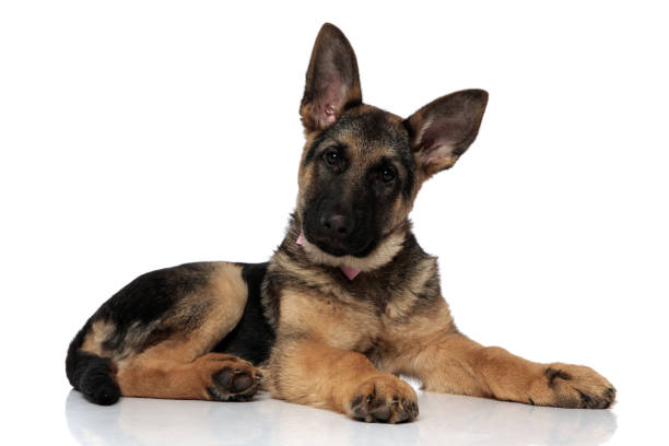 istock adorable german shepard wearing pink bowtie resting 1127304306