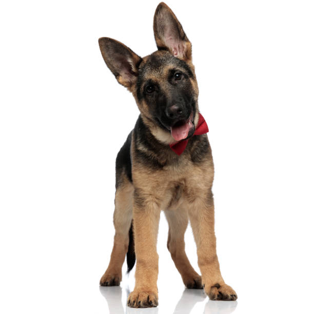 istock cute sheepdog with red bowtie stands with tongue exposed 1127304311