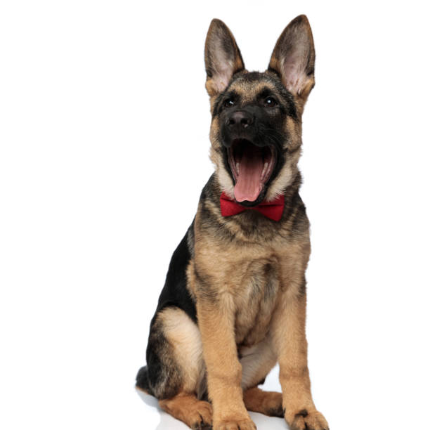 istock shocked german shepard wearing red bowtie looks to side 1127304328