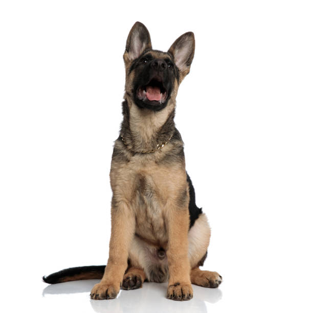 istock surprised german shepard wearing gold collar looks up 1127304346