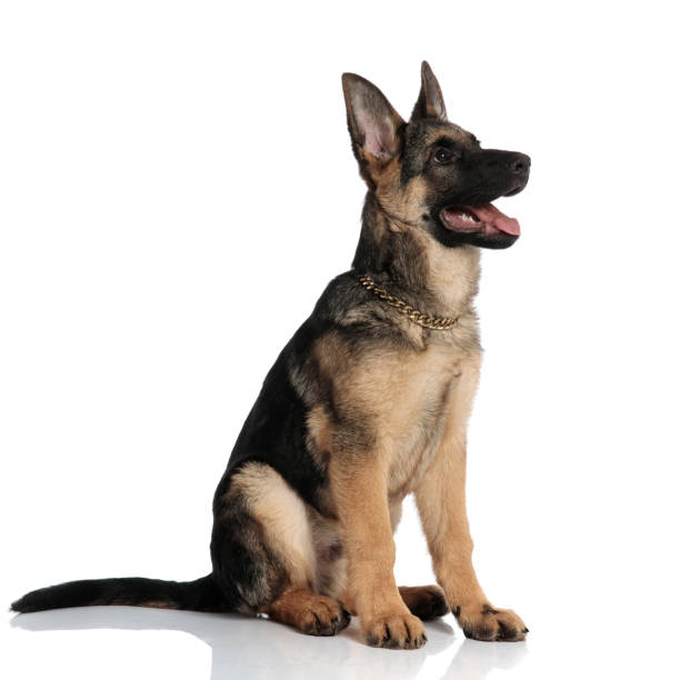 幸せのジャーマン シェパードは、サイドを着用しながらゴールデン カラー - german shepherd animal black purebred dog ストックフォトと画像