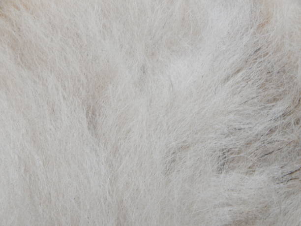 istock Texture of wool and animal skin 1127304578