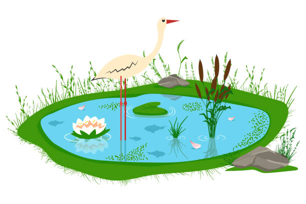 Ilustración de Estanque Con Juncos Lirio Pasto Piedras Y Una Cigüeña Ilustración De Dibujos Animados De Vector De Un Lago Aislado Sobre Fondo Blanco y más Vectores Libres de Derechos de Río - Ilustración de Estanque Con Juncos Lirio Pasto Piedras Y Una Cigüeña Ilustración De Dibujos Animados De Vector De Un Lago Aislado Sobre Fondo Blanco y más Vectores Libres de Derechos de Río -