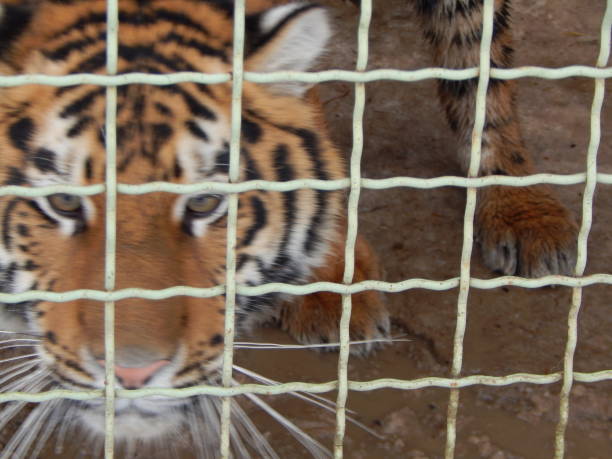 istock Tiger lives in a cage 1127304998