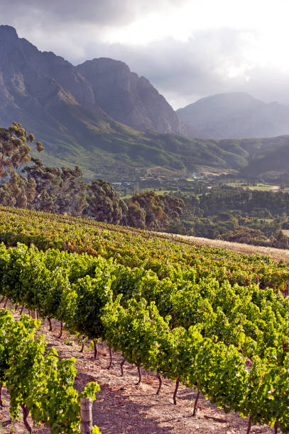 Landscape of grape vines, mountains and cloudy blue sky in Cederberg Region, Western Cape, South Africa