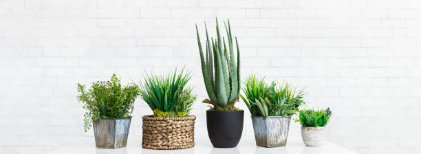 istock Cactus and succulent plants in different pots, crop 1127306089