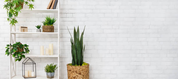 istock Bookshelf with succulent and various houseplants over wall 1127306099