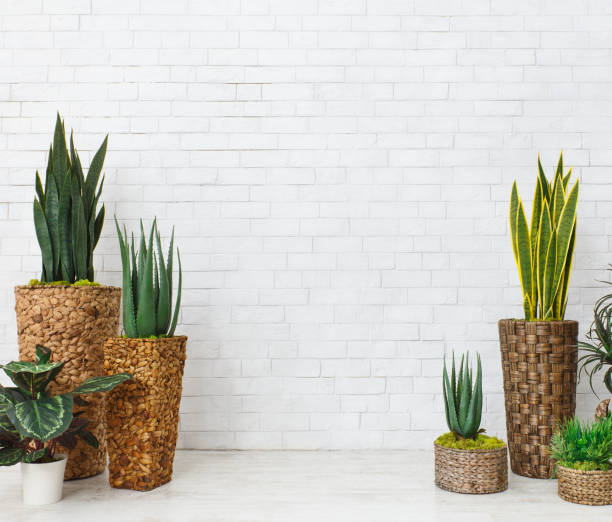 istock Houseplants and succulents in diy pots on white wall 1127306100