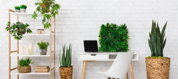 istock Office place with various plants on the bookshelf 1127306102