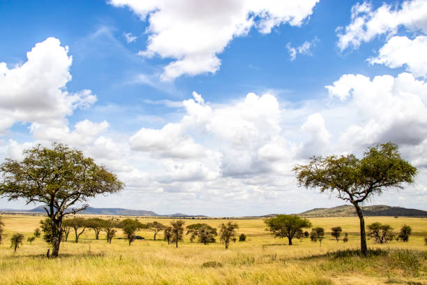 istock trees with a cloudy sky on the Serengeti 1127306311
