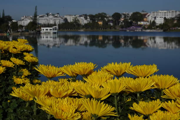 yellow daisy flower blooming in a street market by the lake stock photo