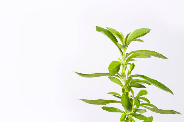 istock Fresh green leaves stevia - Stevia rebaudiana. White background 1127309438