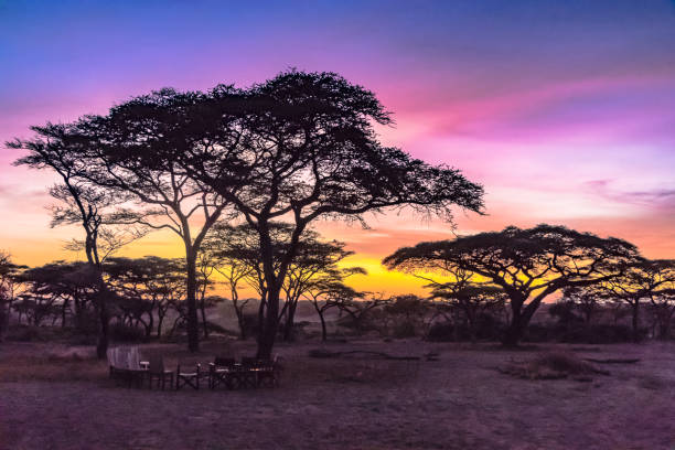 istock acacia trees and sunrise in the african morning 1127309614