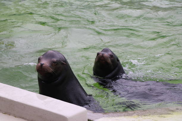 istock Sea lions are trained 1127311171