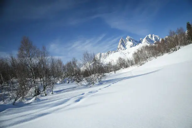 Snow covered birch trees on the top of Causasus mountains in Mestia, Svaneti (Svanetia) region of Georgia