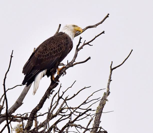 istock Bald eagle on a rainy day in the mountains 1127311773