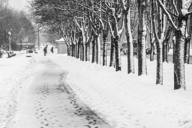 istock Snowy Park Alley in Winter 1127311781