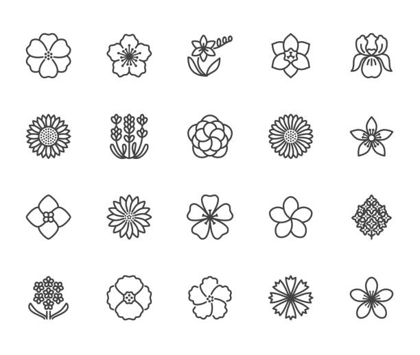Flowers flat line icons. Beautiful garden plants - sunflower, poppy, cherry flower, lavender, gerbera, plumeria, hydrangea blossom. Thin signs for floral store. Pixel perfect 64x64 Editable Strokes Flowers flat line icons. Beautiful garden plants - sunflower, poppy, cherry flower, lavender, gerbera, plumeria, hydrangea blossom. Thin signs for floral store. Pixel perfect 64x64. Editable Strokes apocynaceae stock illustrations