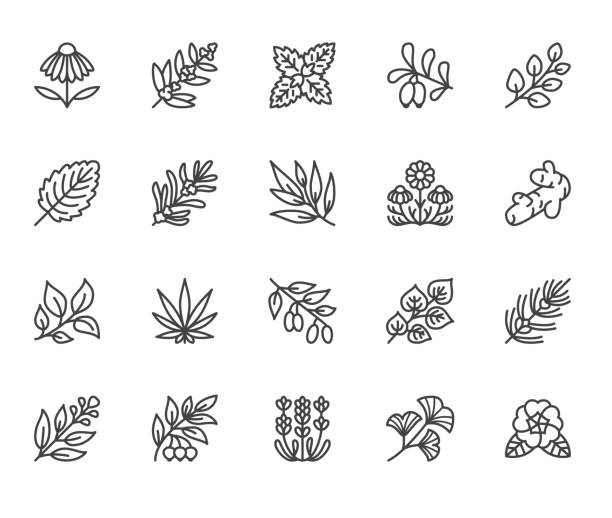 ilustraciones, imágenes clip art, dibujos animados e iconos de stock de iconos de línea plana de hierbas medicinales. plantas medicinales de la equinácea, melissa, eucalipto, baya de goji, albahaca, raíz de jengibre, tomillo, manzanilla. fina hacia la medicina herbaria. pixel perfecto trazos editables de 64 x 64 - medicina herbaria