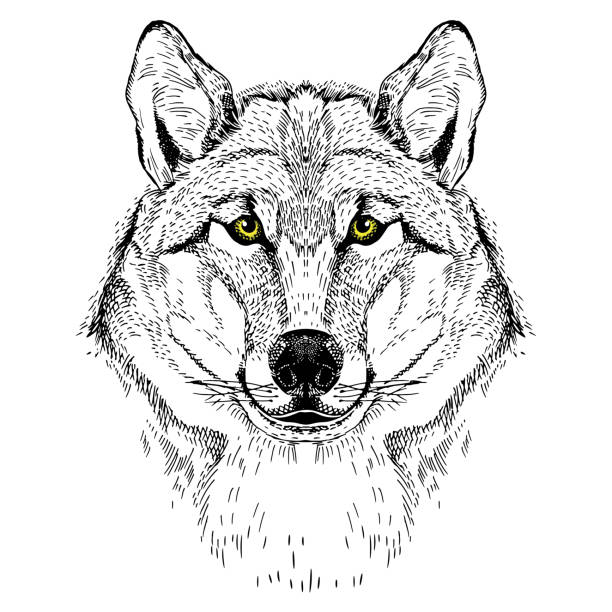 Vector Image Of A Wolf Tattoo Sketch Tshirt Design Stock Illustration -  Download Image Now - iStock