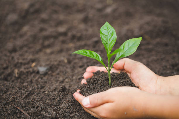 istock child hand holding a small seedling, plant a tree, reduce global warming, World Environment Day 1127312683