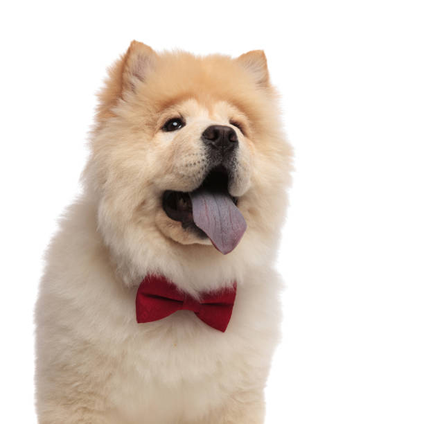 istock close up of classy chow chow looking up to side 1127314284