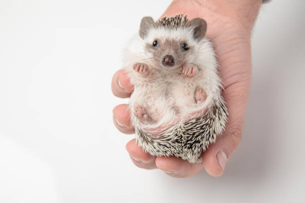 istock cute african dwarf hedgehog resting in human hand 1127314463