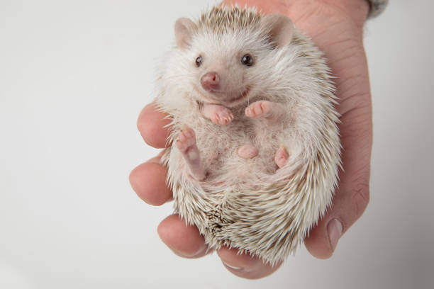 istock spiky african dwarf hedgehog resting in people's hand 1127314500